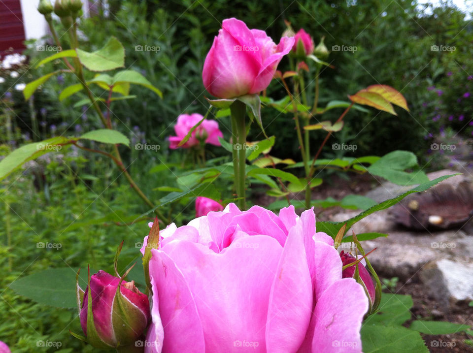 garden pink summer rosebuds by magnor