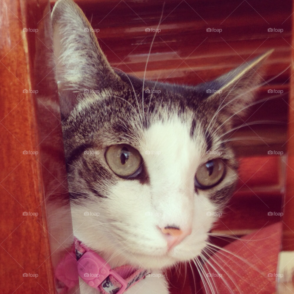 cat pet princess hide by andy_chcajic