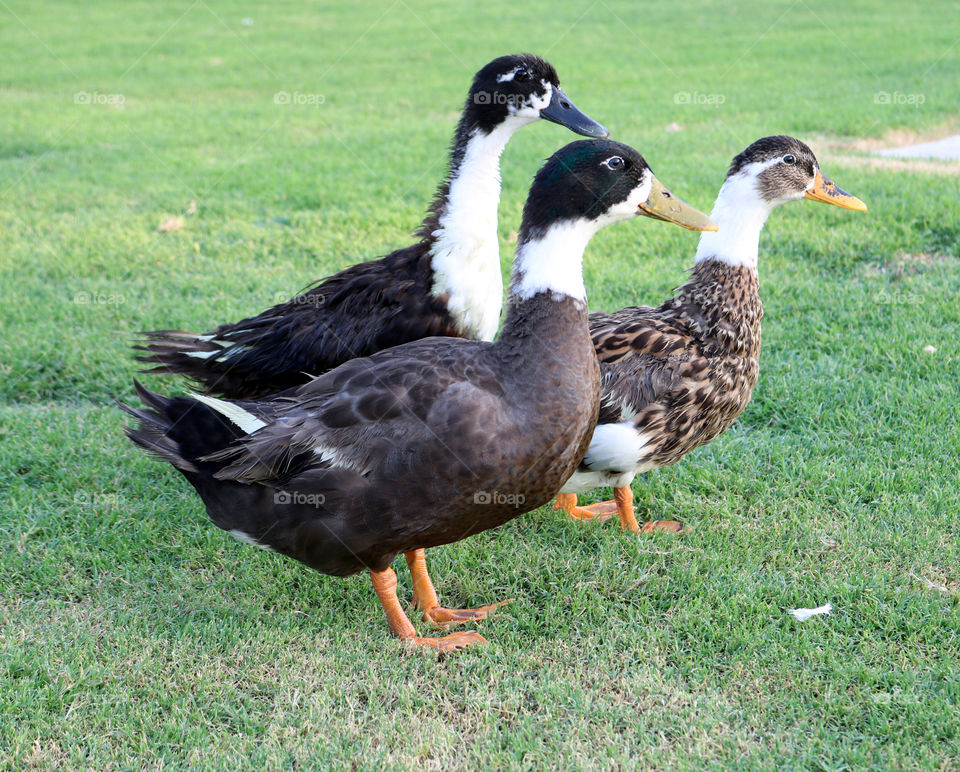 Ducks on green grass