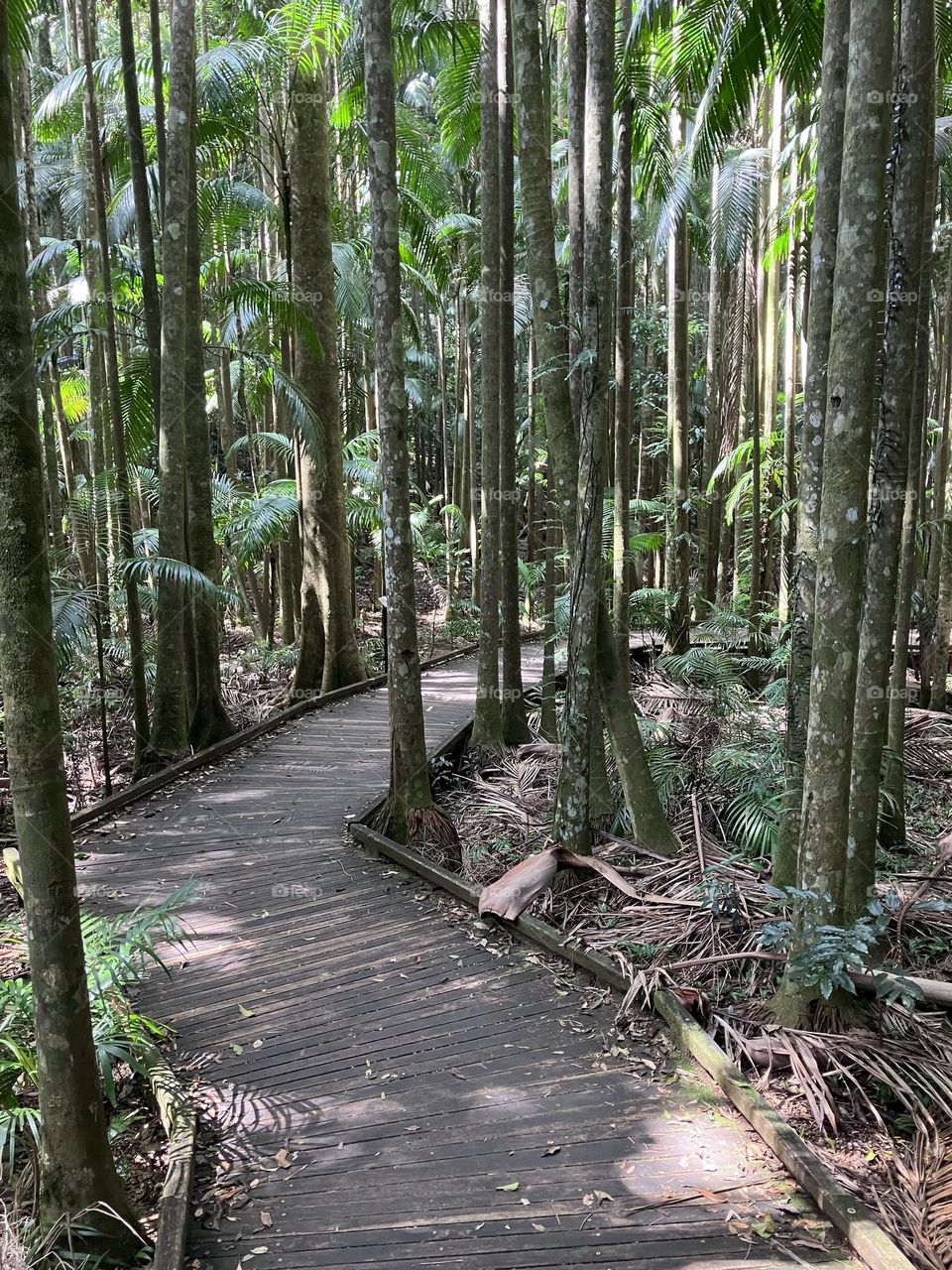 Rainforest walk