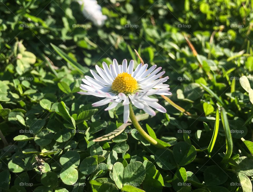 Lonely daisy, first sign of spring!