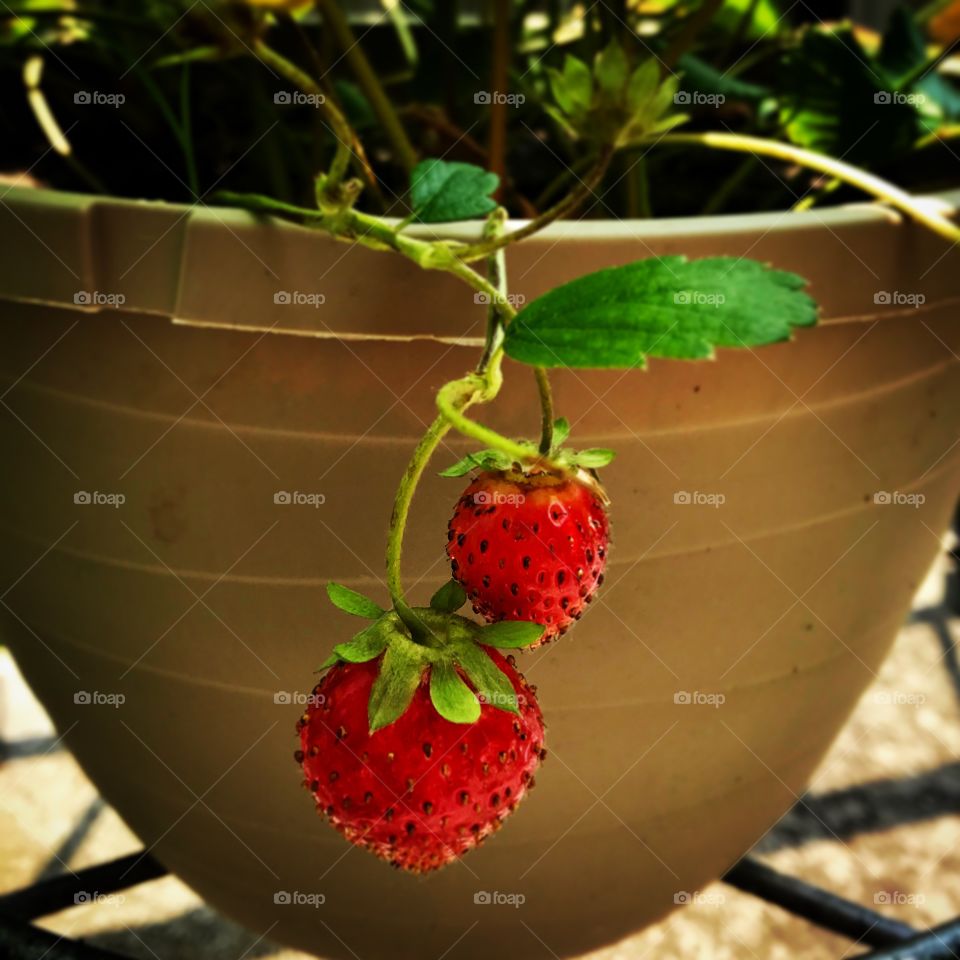 Strawberry plant 