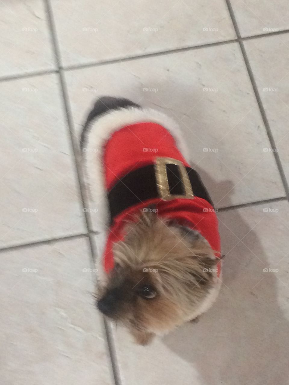 Louie Brandon, a 10 year old Yorkie, is festively dressed as Santa Claus.