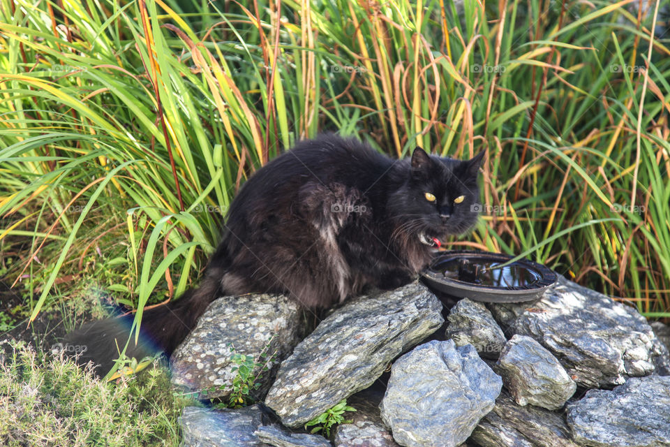 Cat in the garden. 