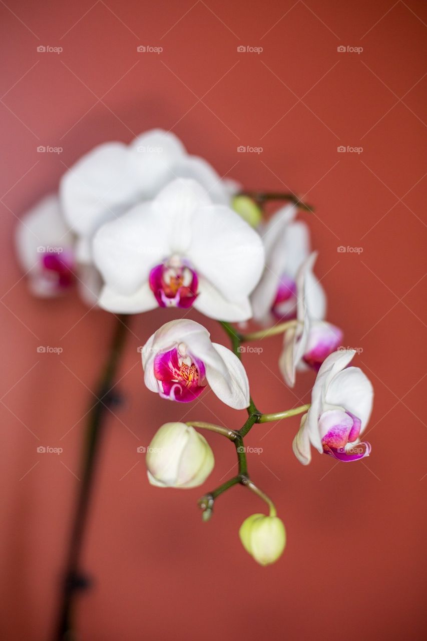 Orchid
