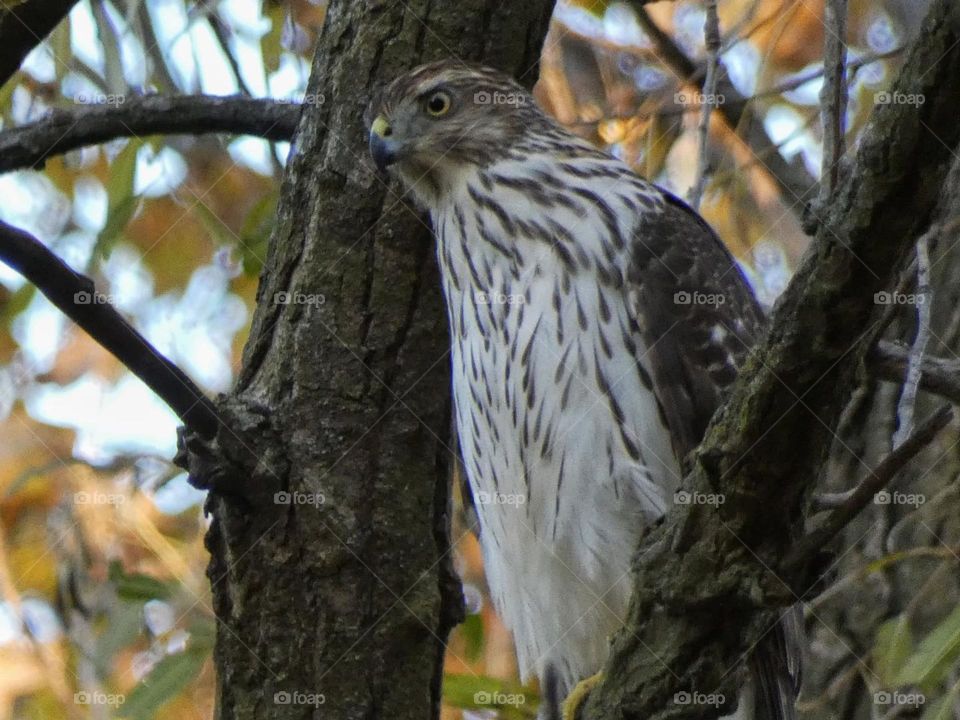 cooper's hawk