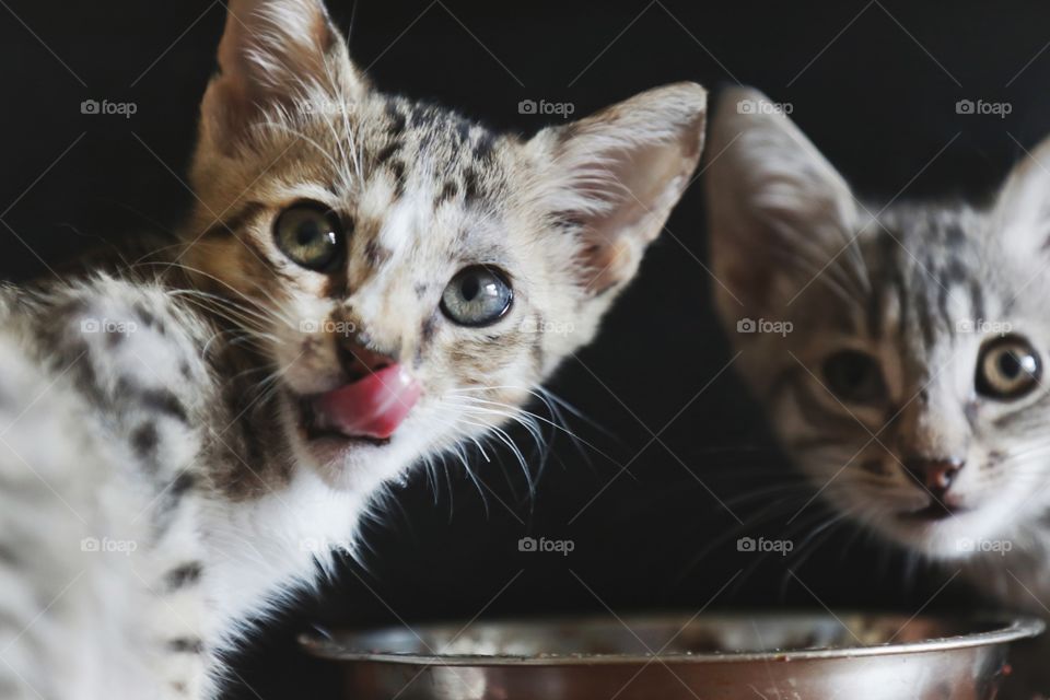 Little kittens for adoption 