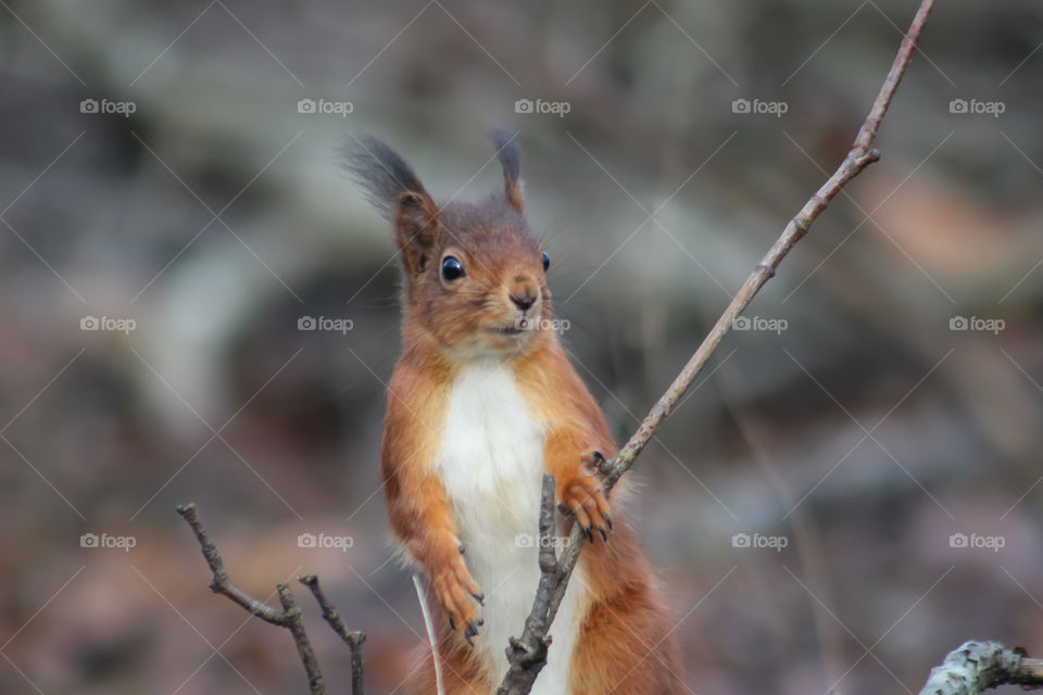 Squirrel standing