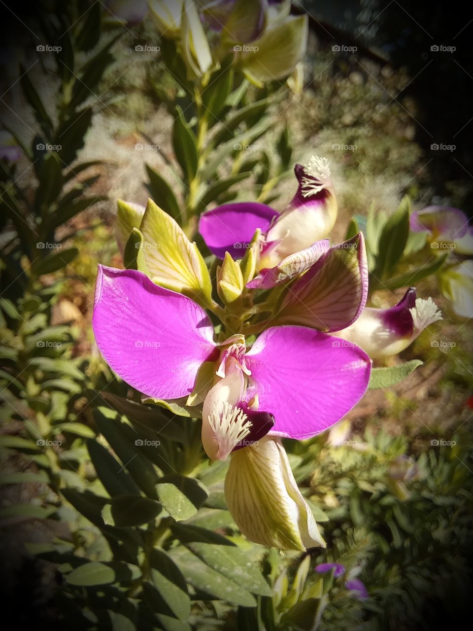 Oxalis debilis Kunth