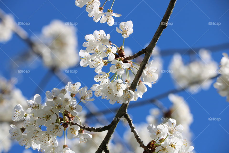 Apple blossoms against blue sky 