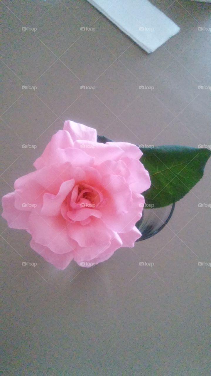 Single Pink Rose. A pink rose from our garden.  My mother loves pink roses.