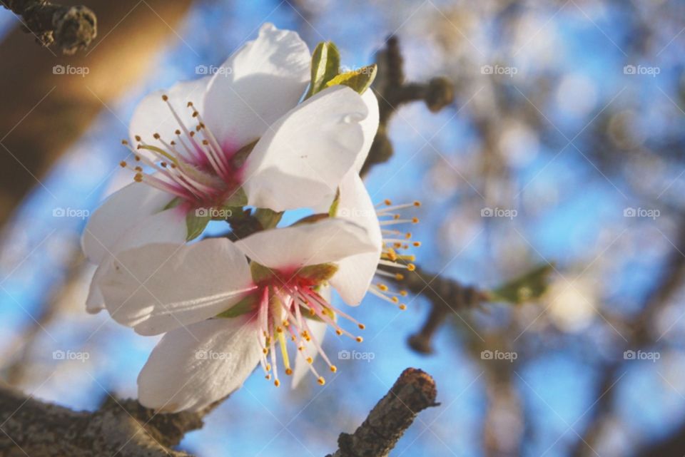 Almond blossoms 