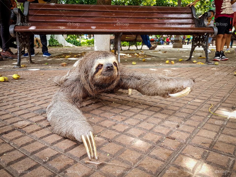 Sloth in the city