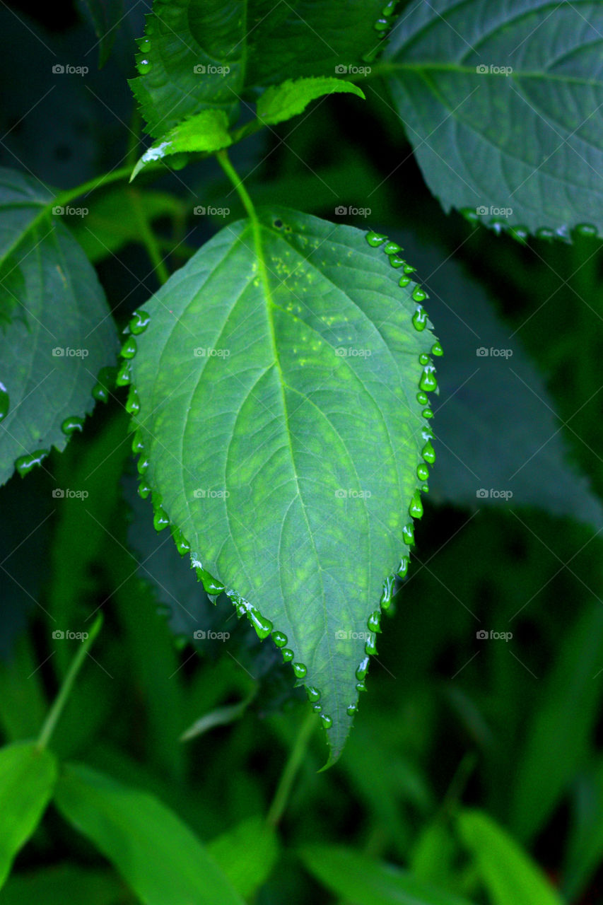 a leaf with water drops gathered at edges