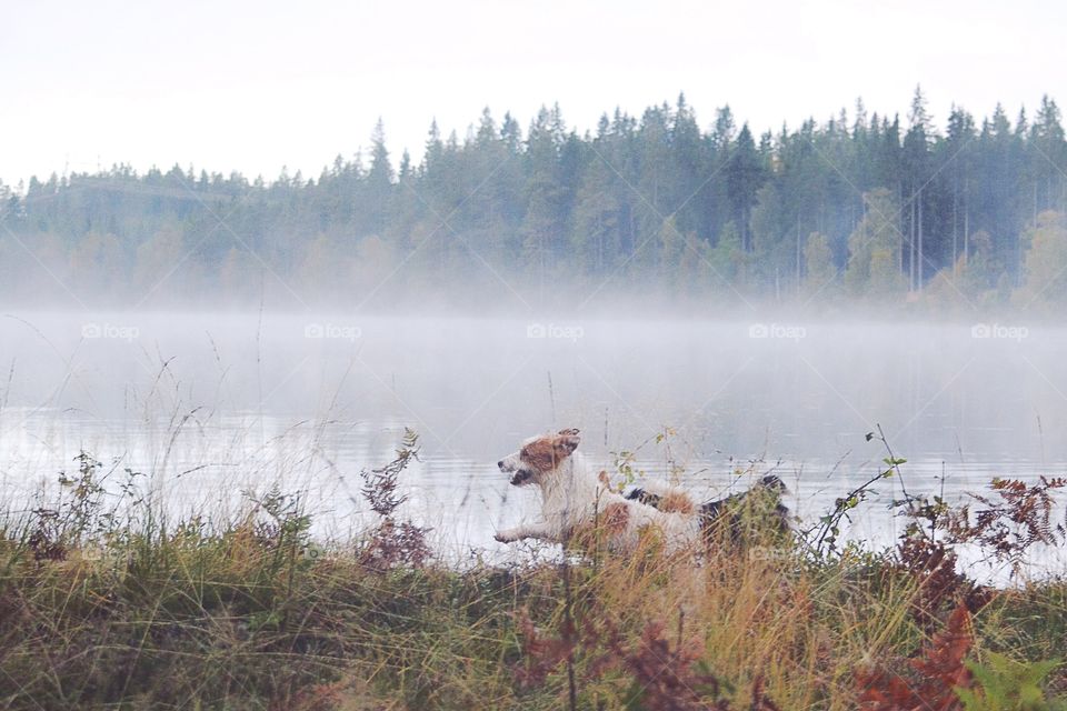 Dogs playing