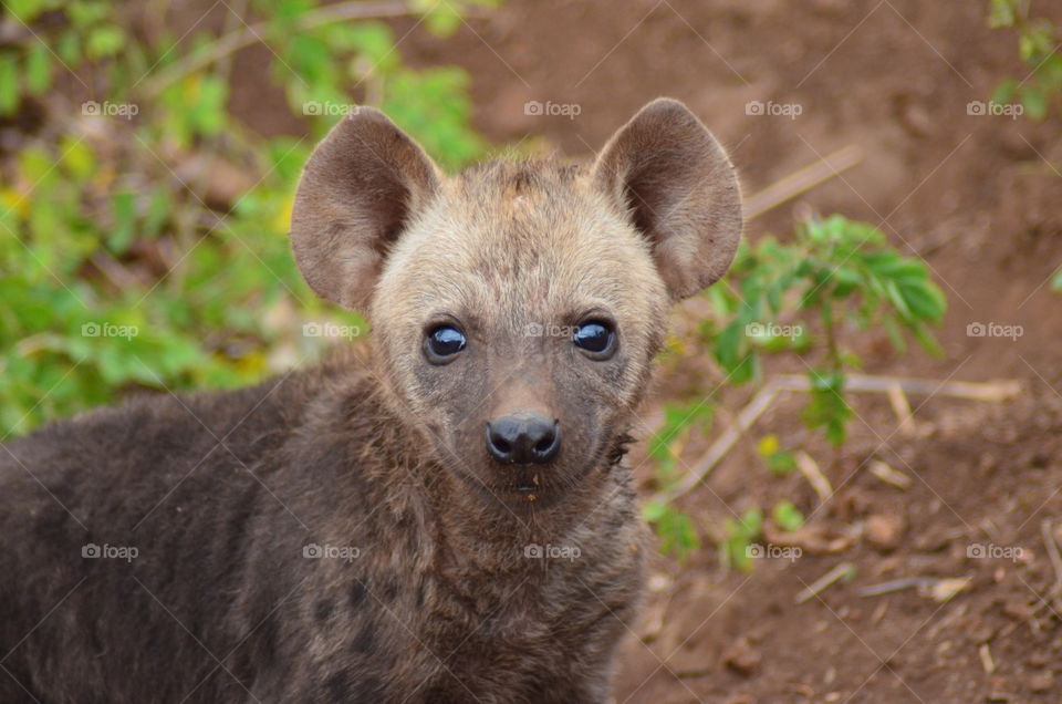 Portrait of small hyena