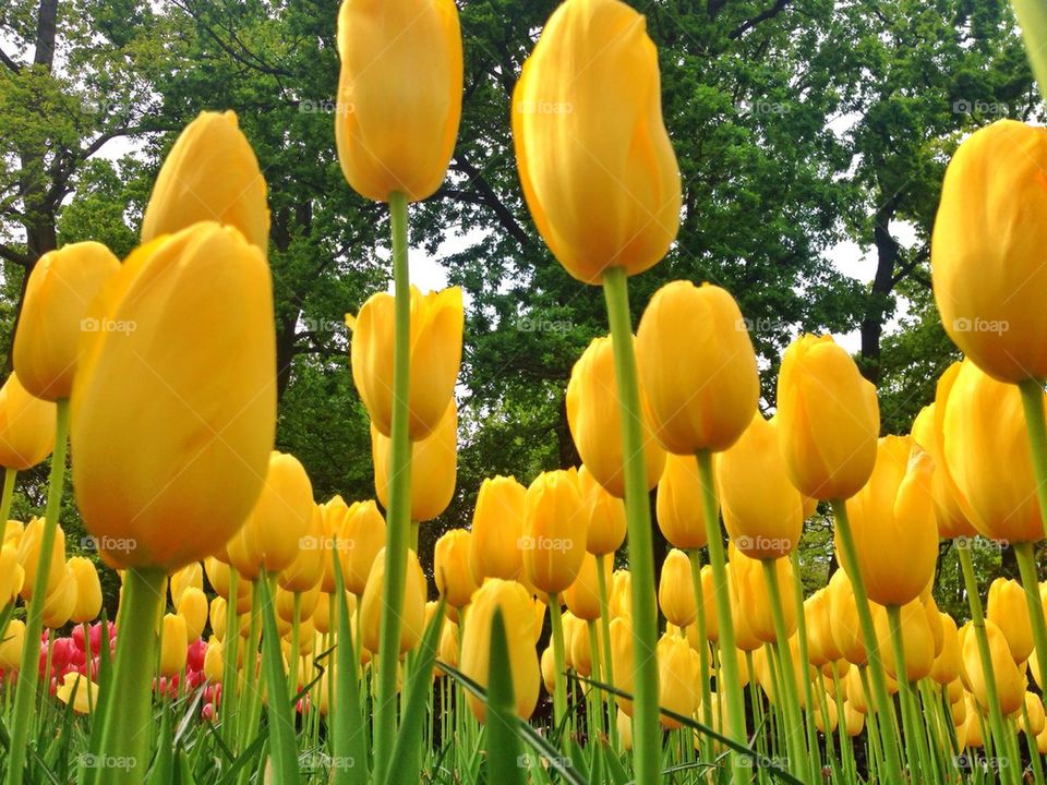 The tulip/ flower gardens in Keukenhof , the Netherlands (holland)