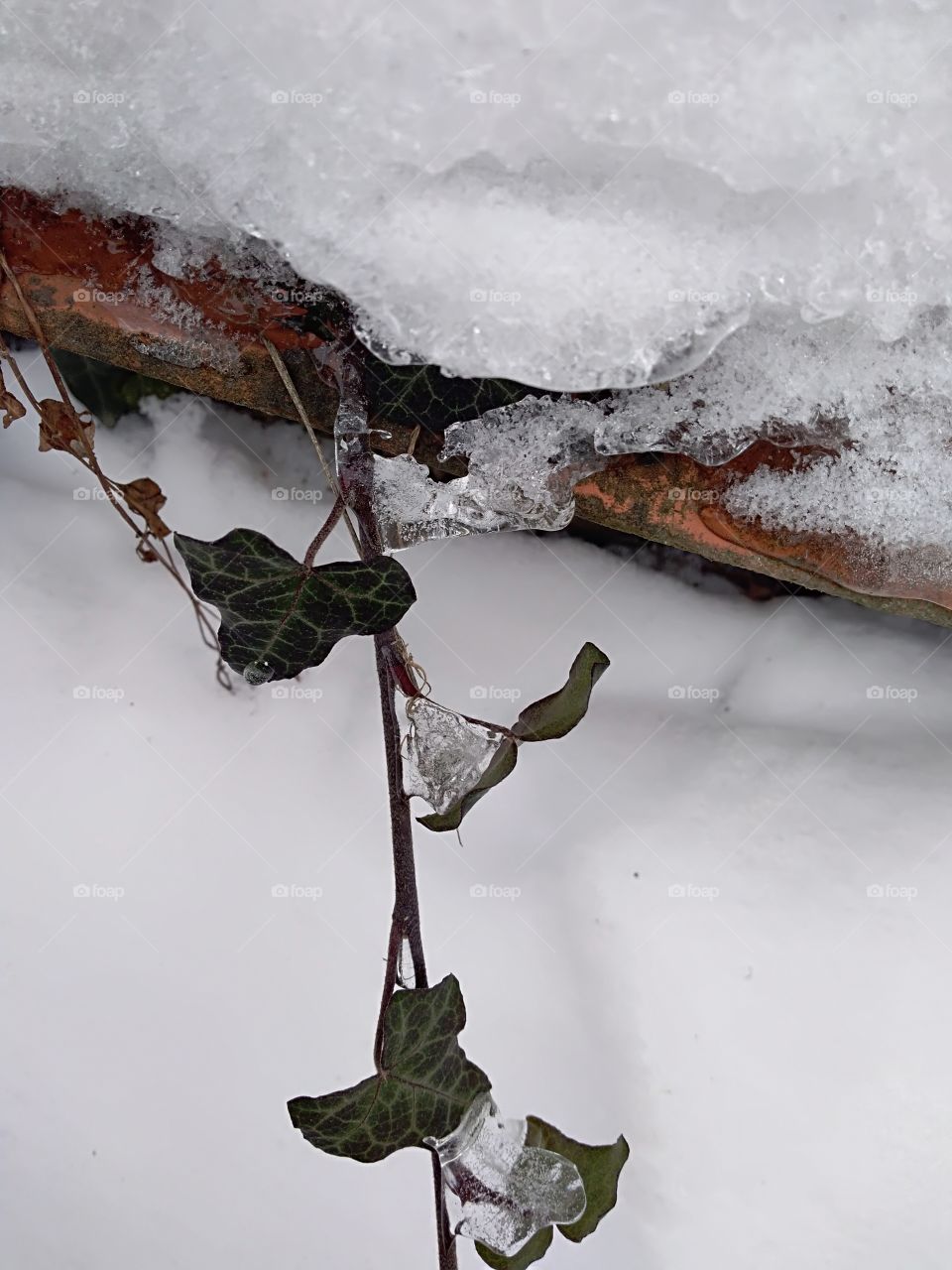 frozen ivy