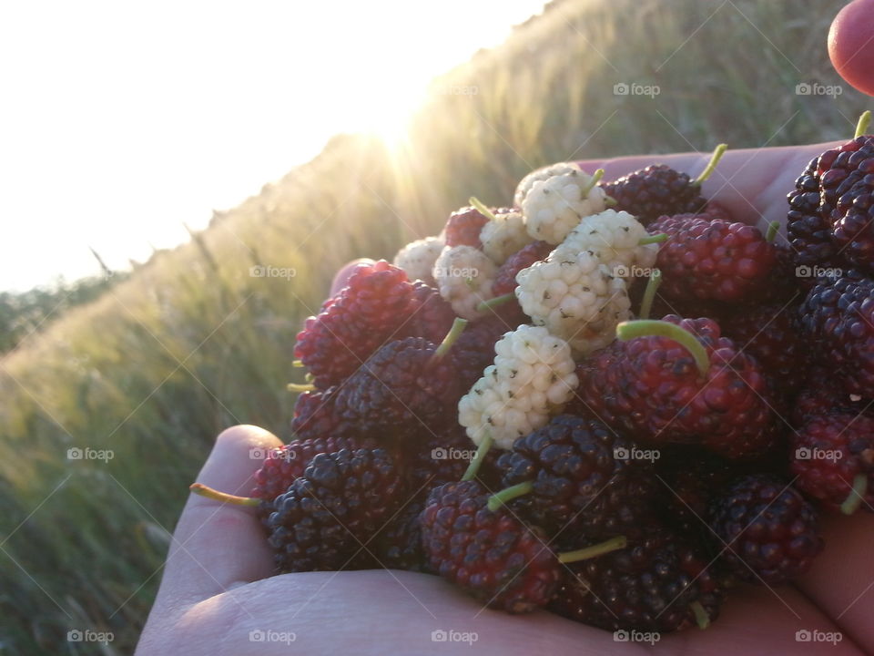 Blackberry and white berry in farm with sun light 