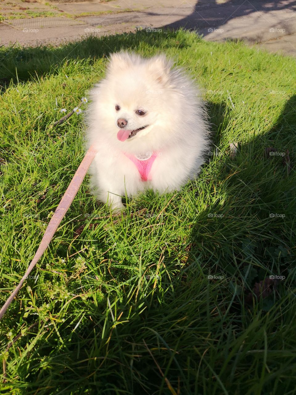Small white fluffy pomeranian sitting in green grass on her spring walk