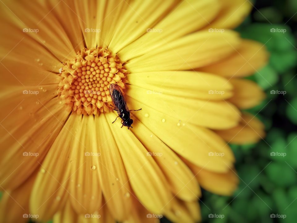 Yellow flowers with tiny insect on it