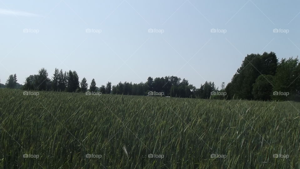 Latvija wheat field
