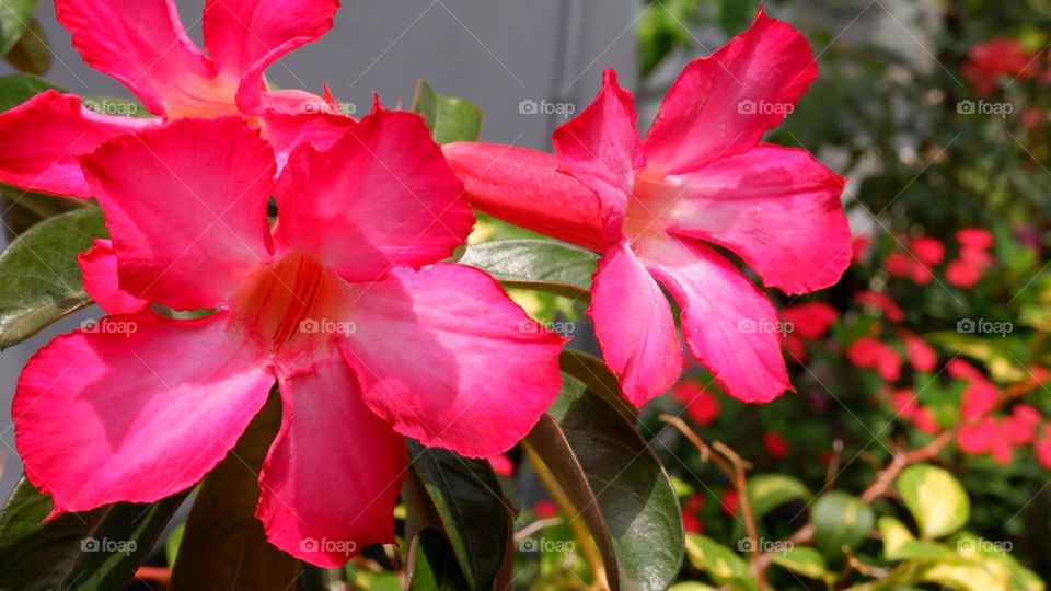 adenium is an ornamental plant species, the stem is large, the lower part resembles a tuber, the stem is not cambium, the roots can enlarge to resemble a tuber, the leaf shape is long, some are oval, pointed, small and large, the flower colors vary