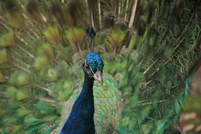 blue beauty