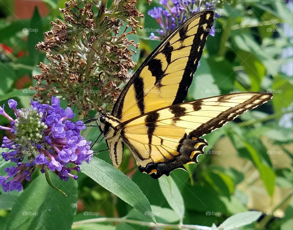 yellow and black butterfly drinking nectar from purple butterfly bush