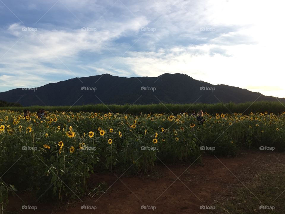 Field Of Sunflowers 