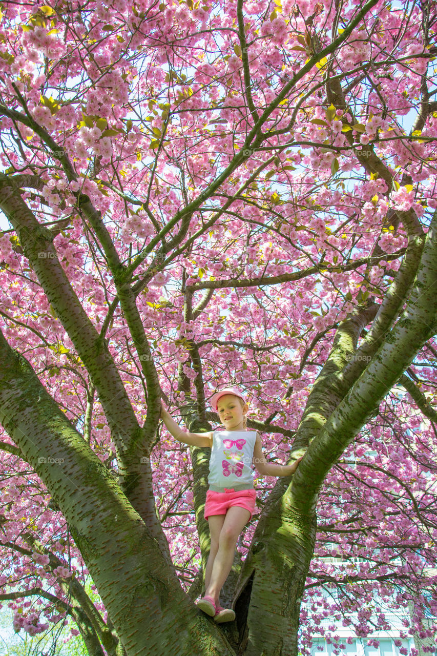 Youn girl of five years old is climbing a blossom cherry tree in Malmö Sweden.