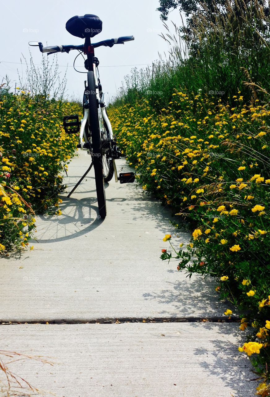 Nature. Bike Between Wildflowers 