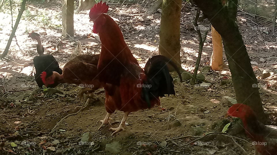 GALO PLUMAGEM VERMELO