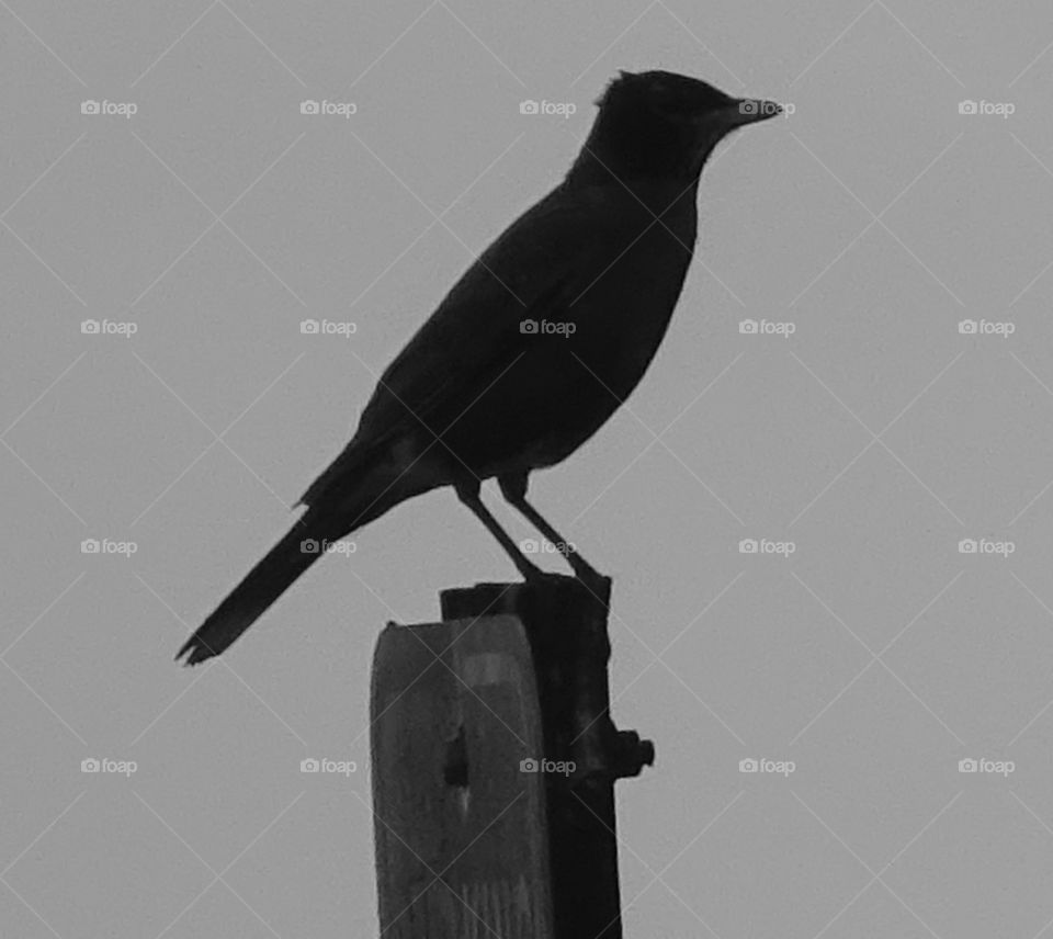 Bird On A Post