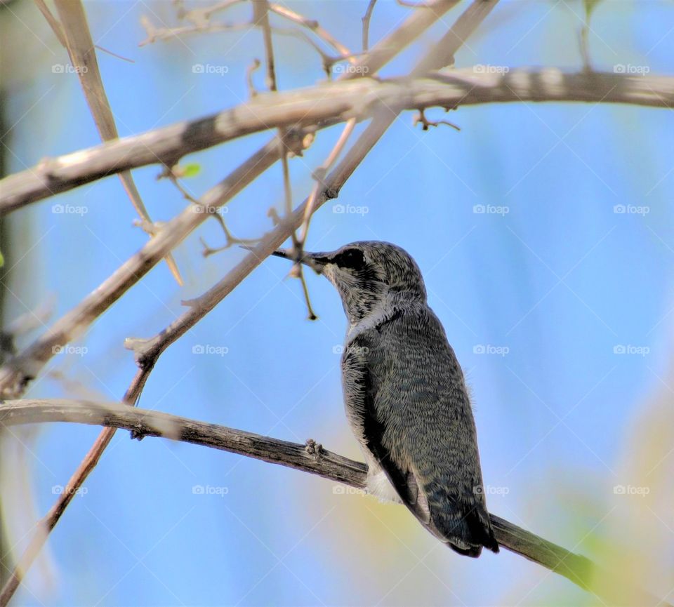 Juvenile Hummingbird 