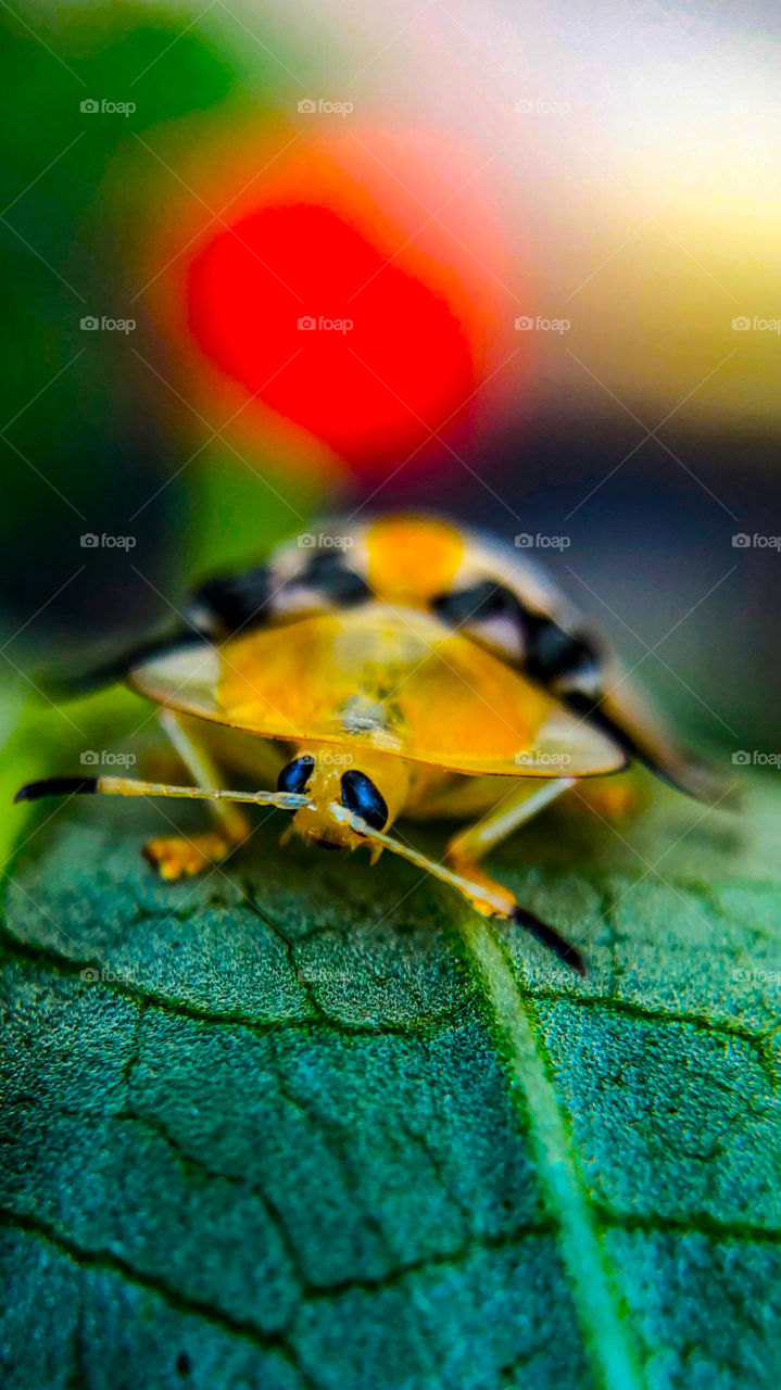 A tiny bug on a leaf