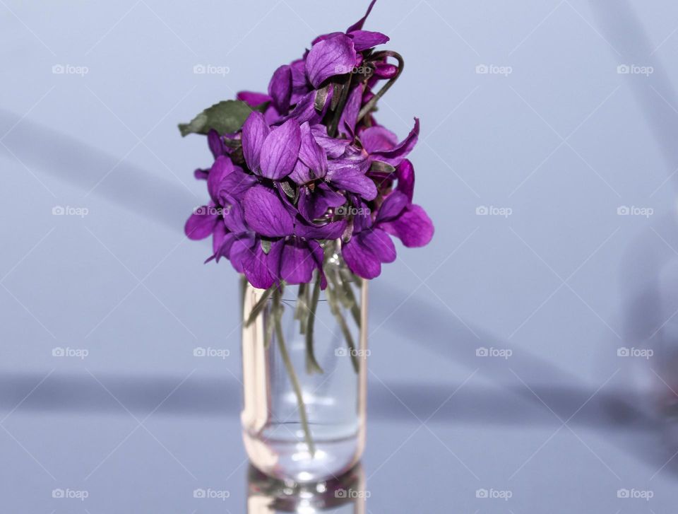 Small glass vase with first spring violet flower.  Home decor with wildflowers.  Close up