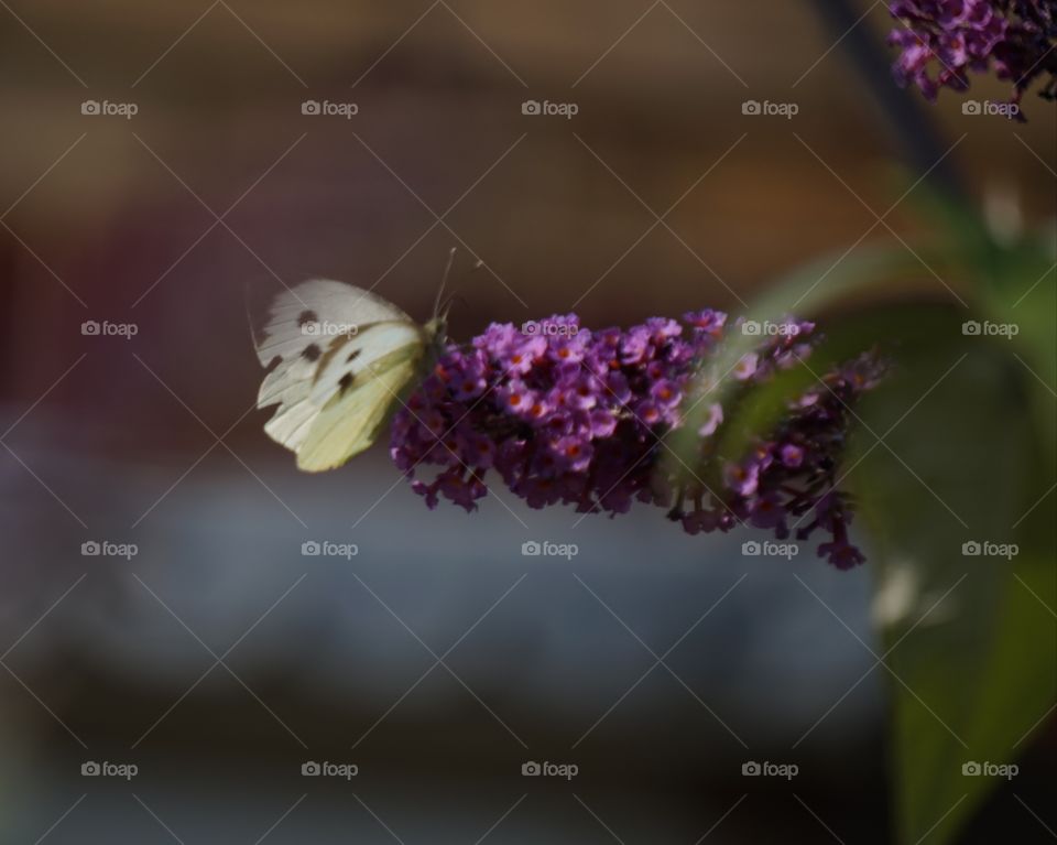 cabbage white butterfly