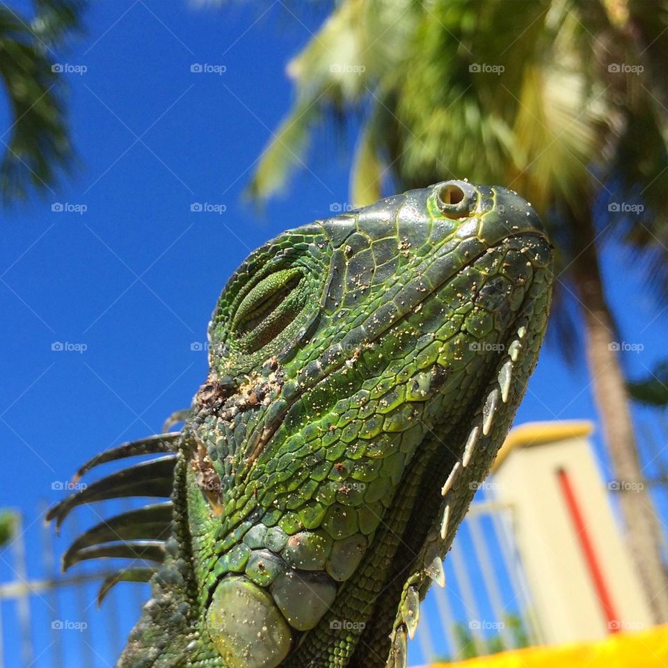 Iguana