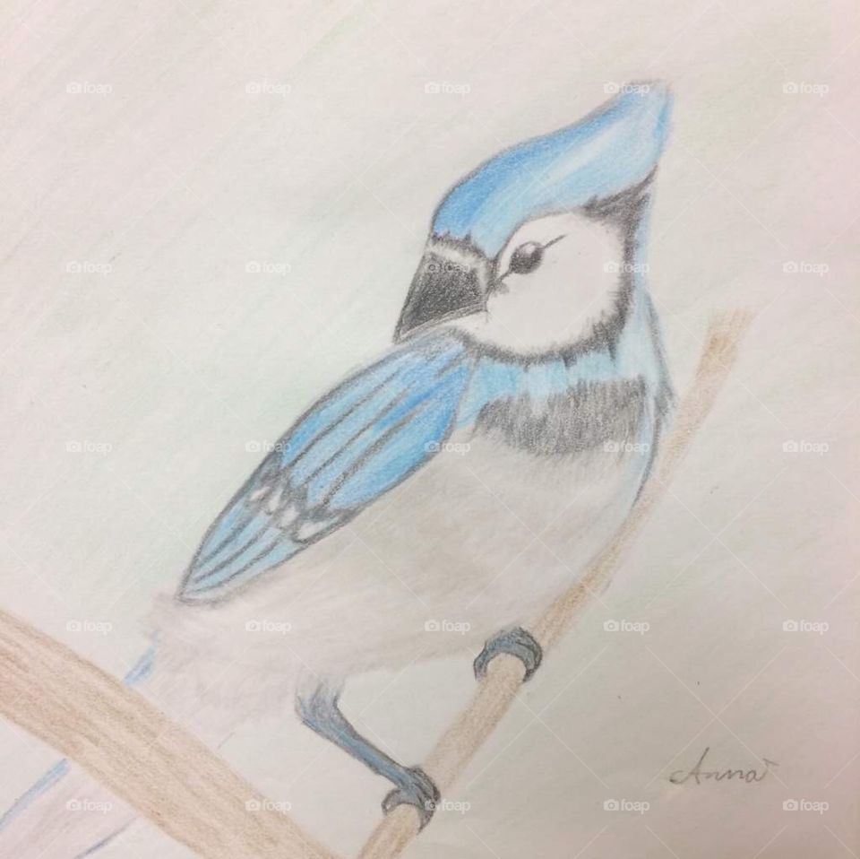 Blue Jay bird art drawing 