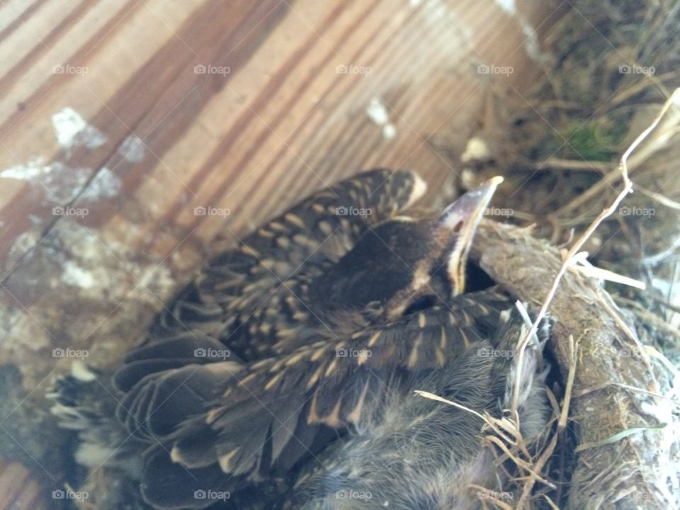 Baby robins