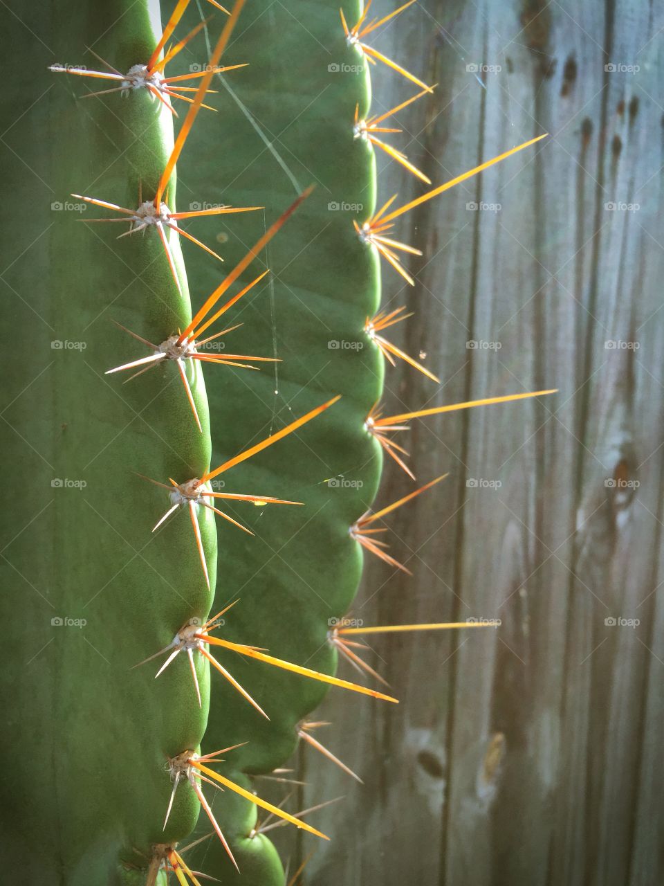 SMOOTH AND PRICKLY 