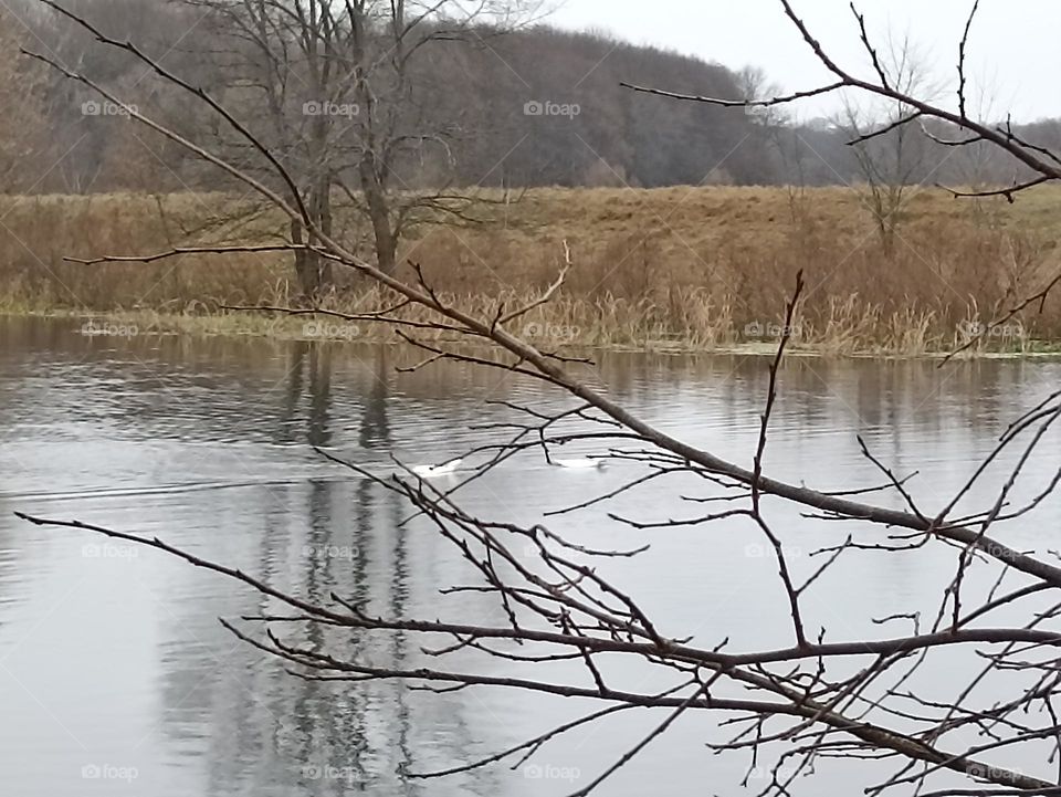 Two geese on the river