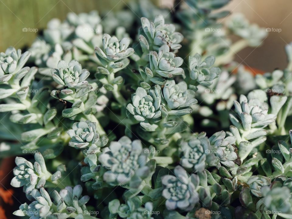 Close up of succulent plant