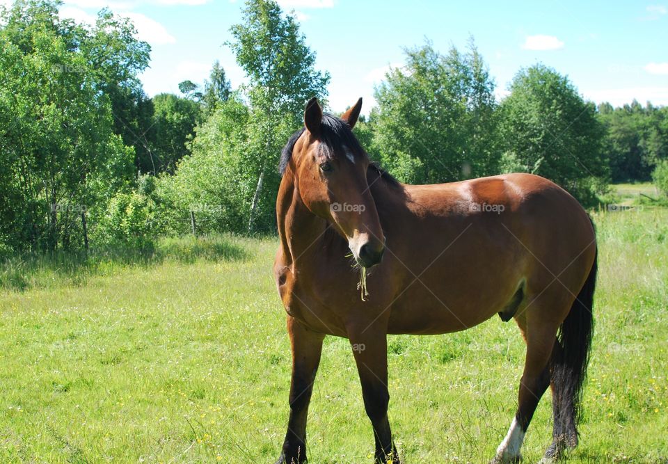 Horse on pasture