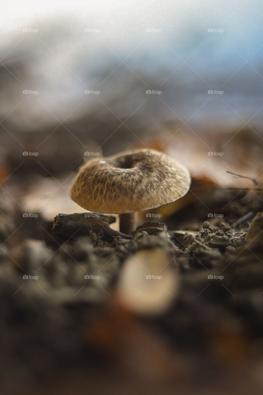 Mushroom