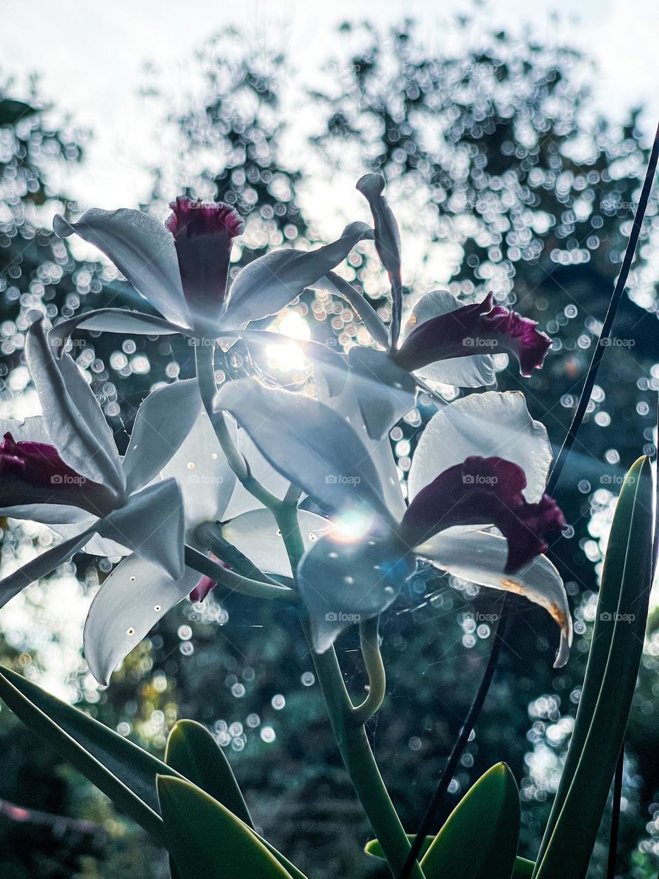 Fresh blooming orchid with the sun light went through the petals
