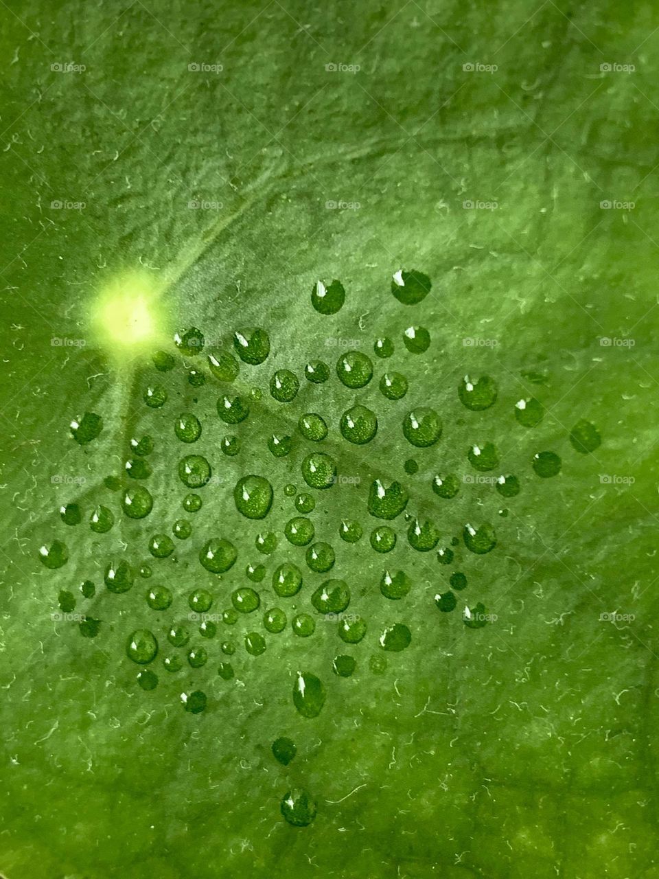 Waterdrops on plant
