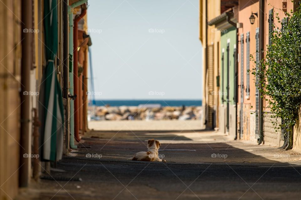 puppie looking at empty street