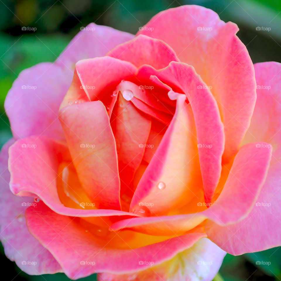 Beautiful rose